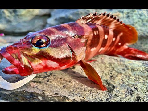 【初島】誰でもアカハタが釣れる島