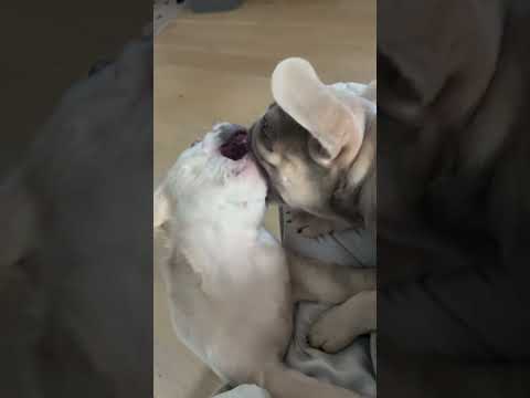 It’s a pack ATTACK! Fluffy Frenchie Puppies! #fluffyfrenchbulldog #puppy #dog #puppyvideos #puppy