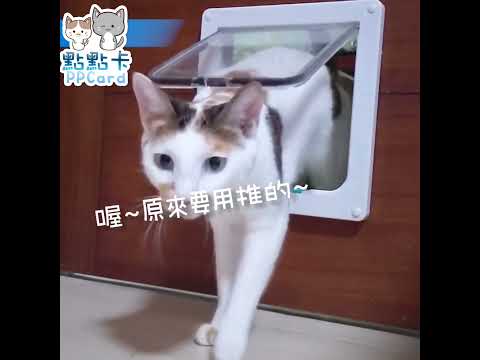 點點卡學貓門🐱 #cat #kitty #catvideos #catlover #貓 #shorts