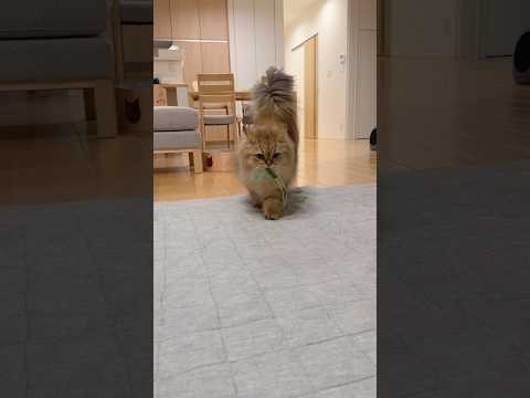 獲物を見せびらかしたくて鳴きまくる猫 【サイベリアン】 #Shorts