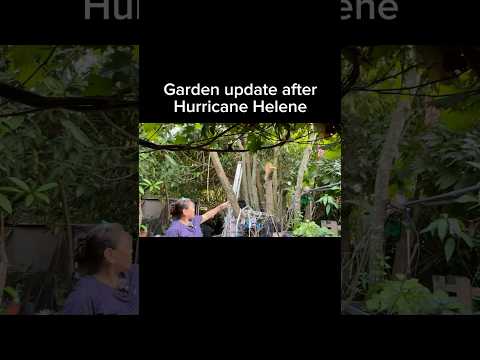 Quick clips of the garden after experiencing Hurricane Helene #tampa #storm #garden