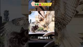 子猫を襲う鷹！Hawk attacks kitten.#cat#kitten#shorts#子猫