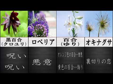 知ってたらモテモテ！恐怖の花言葉まとめ本当の意味とは？