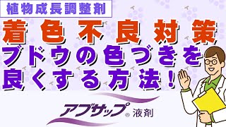 【ぶどう農家必見】ブドウの色づきを良くする方法！着色不良対策に！！アブサップ液剤のご紹介