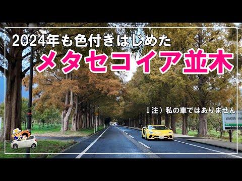 2024年色付きはじめたメタセコイア並木を訪れて。