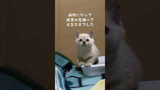 ちくまろちゃんを保護しました。#shorts #保護猫