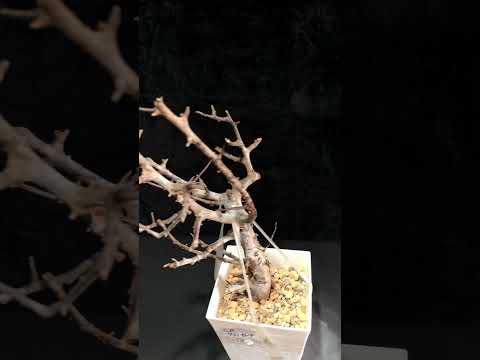 1円～ 最落無し 発根管理中 珍樹 希少 Commiphora africana コミフォラ アフリカーナ ベアルート 1円オク 輸入 塊根