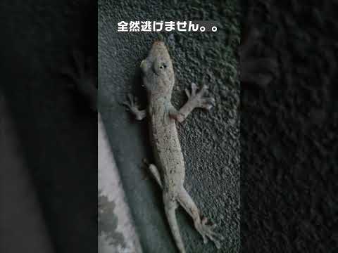 閲覧注意！  #ヤモリ #爬虫類 #閲覧注意