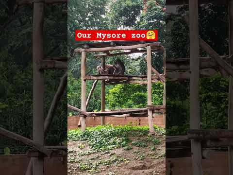 #mysorezoo #mysuru #mysorediaries #mysorememes  #karnataka #karnatakatourism  #india #mysoredairies