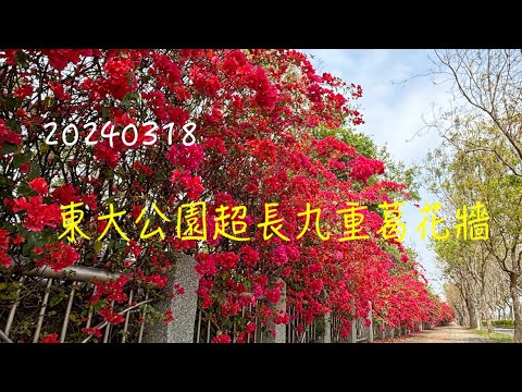 萬ㄟeye台灣20240318東大公園超長九重葛花牆   4K