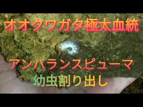 【クワガタ飼育日記】オオクワガタアンバランスピューマ幼虫割り出しだよ(°∀°)