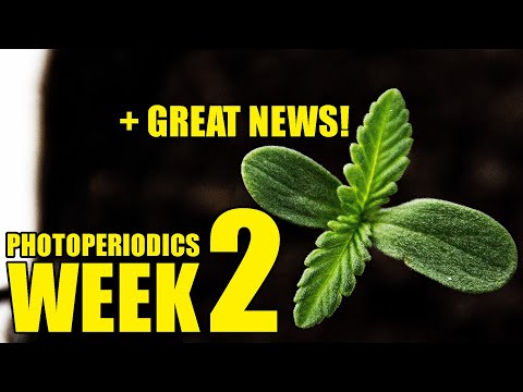 Seedlings being Seedlings | Week 2