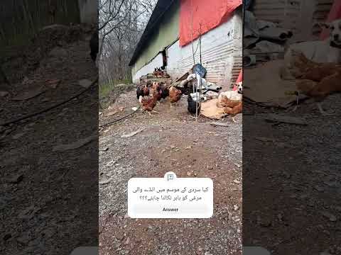 ہفتہ بھر بارش کے بعد باہر نکالنے پہ مرغیوں کی خوشی کا منظر #fjfarms #freerangechickenfarming #shorts