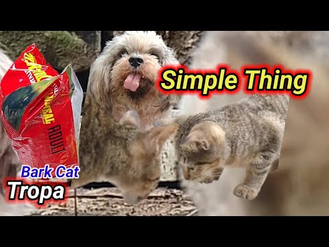 - Simple Thing: What Makes My Furry Friend Happy