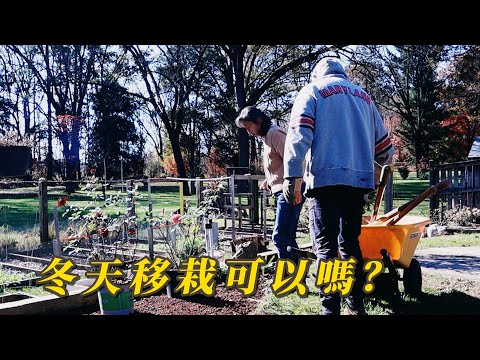 【園藝】冬天移栽幾棵花，能行嗎｜給玫瑰花和丹參修枝過冬