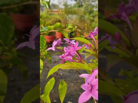 Pink tagar flowers #Eranthemum #pinktagar #flowers #easygardeningtips