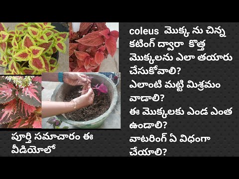 coleus plant care and tips/To make coleus bushy/More colorsHow to propagateTelugudanam by Divyavarma