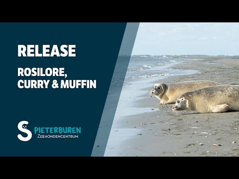 Release of Rosilore, Curry and Muffin