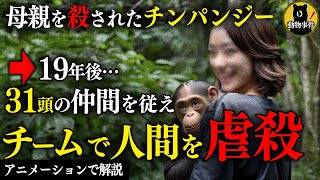 【動物の復讐】復讐するため日々人間の動きを観察し外にでたチンパンジーは…【ブルーノ・チンパンジー事件】