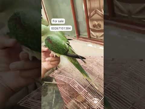 #saleupdate #pet #parrot #bird subscribe chanel