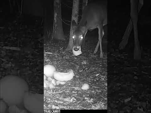 ASMR Whitetail Deer celebrates Thanksgiving by CRUNCHING on tasty Squash! #wildlife #trailcam #asmr