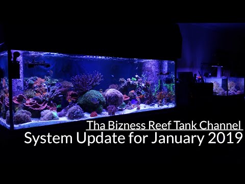 Reef Update for January 2019