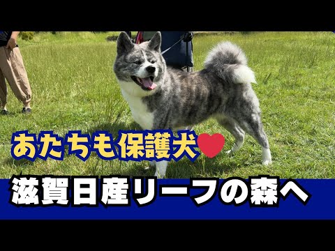 【秋田犬】ポンコツママちゃんに悟らせた秋田犬