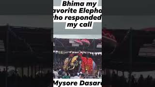 Mysore Dasara elephant Bheema responding for his Name #mysoredasara2024