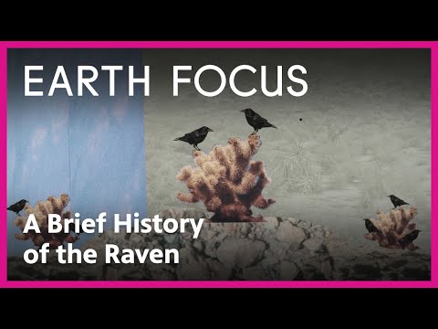 A Brief History of the Raven | Earth Focus | PBS SoCal