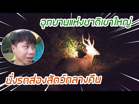 เที่ยวอุทยานแห่งชาติเขาใหญ่ ส่องสัตว์กลางคืน ดูสัตว์ตามธรรมชาติ EP.01