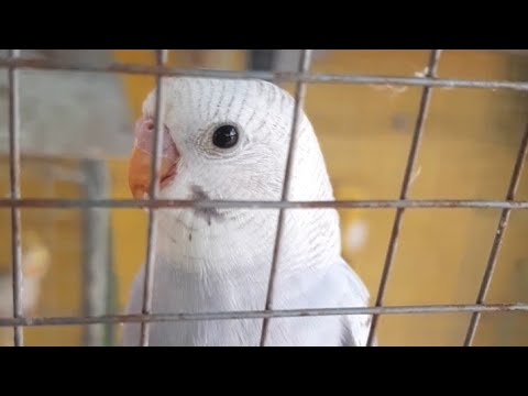 Birds eating beetroot 🌰