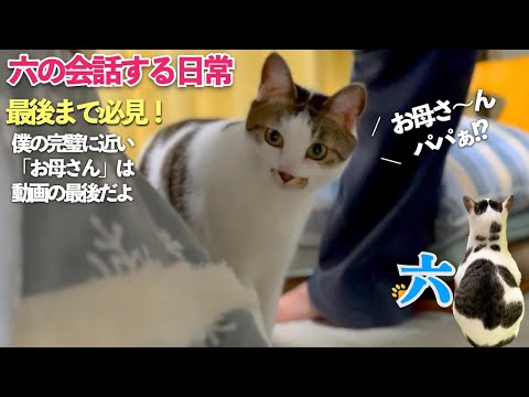 [子供のような猫] 言葉を話す猫 六の完璧な会話は最後まで必見。節分の出来事とまだ遊びたい猫 | [生まれ変わりの猫] 六 (Roku)