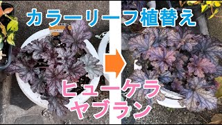 【ガーデニングDIY】ヒューケラの鉢増し植替え【カラーリーフ】