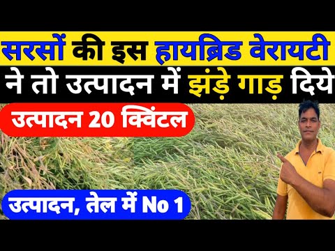 सरसों की इस हायब्रिड वेरायटी ने तो उत्पादन में झंड़े गाड़ दिये|Sarso ki top variety|mustard variety