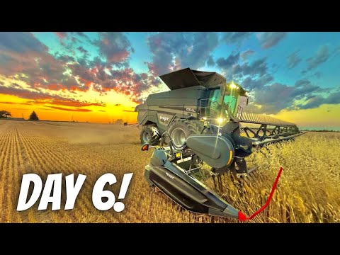 The most beautiful day of wheat harvest!