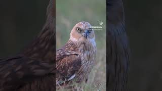 western Marsh Harrier .. Those eyes, though... #birds #wildlife #raptors #birdsofinstagram #nature