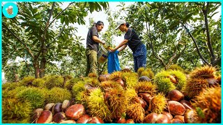 How To Harvest 6.7 Tons Of Chestnuts - Chestnut Processing Factory | Modern Agriculture