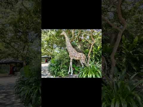 taipei zoo giraffe house