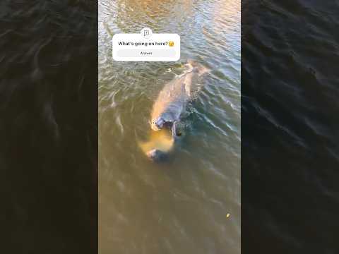 Stop recording Karen! #seacow #manatees #matingseason #seacreatures #florida #spacecoast  #short