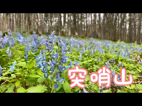 【 旭川近郊の低山を登る】突哨山(とっしょうざん)【北海道登山ガイド】夏山