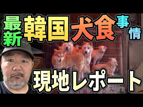 最新 韓国“犬食”事情 現地レポート【補身湯】