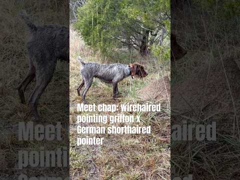 Unplanned wirehaired pointing griffon German shorthaired pointer breeding still makes a bird dog