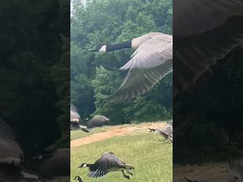 Canada geese, domestic geese and great blue heron in Swan Lake in Richmond, Virginia | Horizons_視野