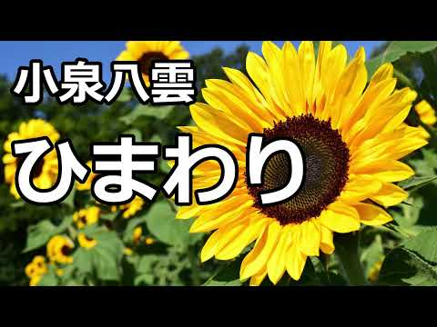 【朗読/短編】ひまわり（小泉八雲）