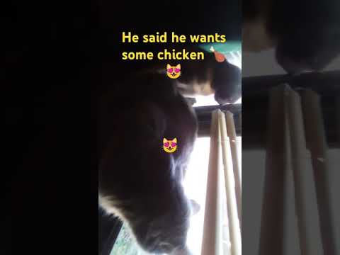 He wants some chicken 😹😹#funny #cute #trending #shorts #love #life #like #comment