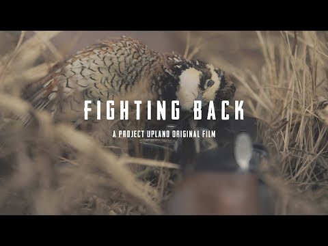 Missouri Quail Hunting - Fighting Back - A Project Upland Original Film