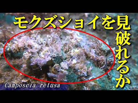 [ Spider decorator crab ] Camouflage king of the crab world / Camposcia retusa