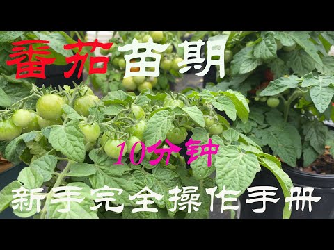 【渔耕笔记】种番茄 | 10分钟新手西红柿番茄育苗 苗期管理完全操作手册