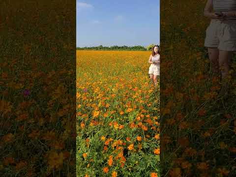 桃園波斯菊花海