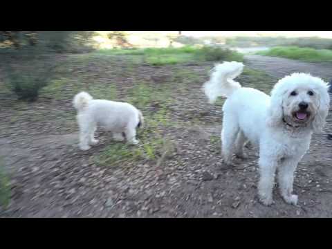 Flying in La Alba with the dogs